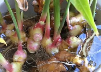 Op deze manier hoef je nooit meer gember te kopen!