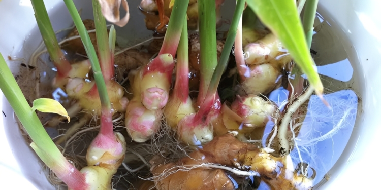 Op deze manier hoef je nooit meer gember te kopen!